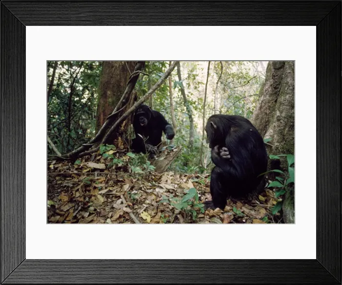 Framed Print : Chimpanzee - Pax watching older brother catch ants - Gombe - Tanzania - Africa Framed Print : Chimpanzee - Pax watching older brother catch ants - Gombe - Tanzania - Africa