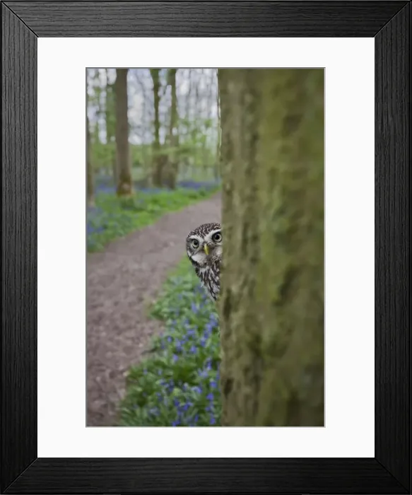Framed Print : Little Owl - in hole in tree - controlled conditions 10262 Framed Print : Little Owl - in hole in tree - controlled conditions 10262