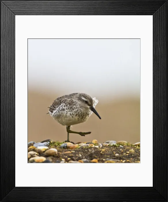 Framed Print : Knot - walking on shingle - Norfolk UK 8972 Framed Print : Knot - walking on shingle - Norfolk UK 8972