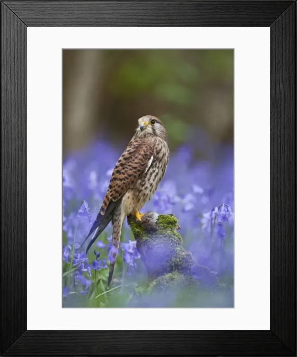 Framed Print : Kestrel - female with vole on stump in bluebell wood - controlled conditions 10278 Framed Print : Kestrel - female with vole on stump in bluebell wood - controlled conditions 10278