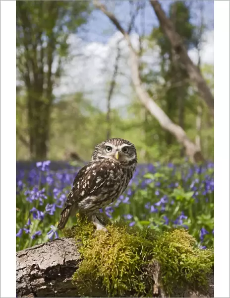 Little Owl - in bluebell wood - controlled conditions 10259