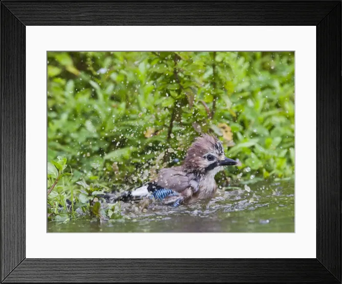 Framed Print : Jay - bathing in pond - Bedfordshire UK 10964 Framed Print : Jay - bathing in pond - Bedfordshire UK 10964