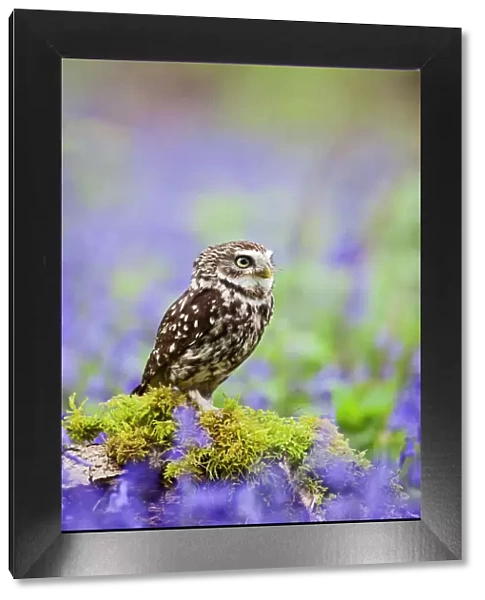 Little Owl - in bluebell wood - controlled conditions 10257