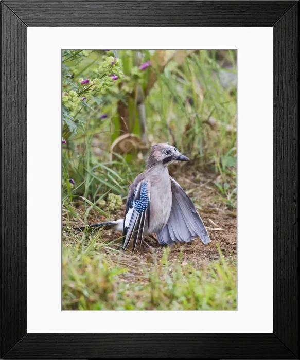 Framed Print : Jay - ant bathing - Bedfordshire UK 11005 Framed Print : Jay - ant bathing - Bedfordshire UK 11005