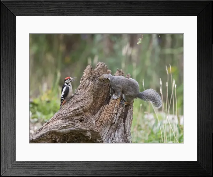 Framed Print : Grey Squirrel - and Great Spotted Woodpecker (Dendrocopos major) - on dead tree stump - Bedfordshire UK 11505 Framed Print : Grey Squirrel - and Great Spotted Woodpecker (Dendrocopos major) - on dead tree stump - Bedfordshire UK 11505