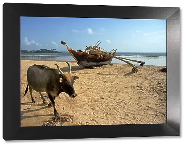 Cow and Fishing Boat on beach - Palolem beach - Goa - India