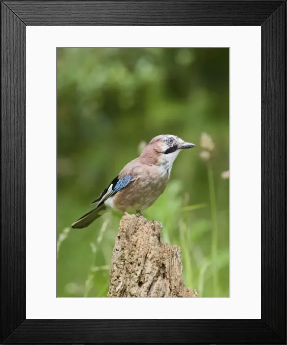Framed Print : Jay - on tree stump in meadow - Bedfordshire UK 10962 Framed Print : Jay - on tree stump in meadow - Bedfordshire UK 10962