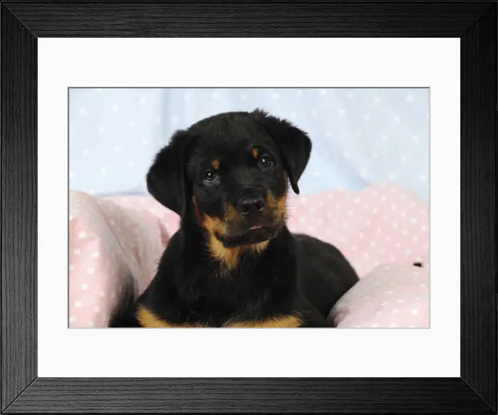 Framed Print : DOG. Rottweiler puppy laying down on blanket Framed Print : DOG. Rottweiler puppy laying down on blanket
