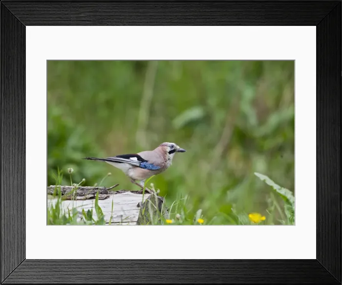 Framed Print : Jay - on tree stump - Bedfordshire UK 10694 Framed Print : Jay - on tree stump - Bedfordshire UK 10694