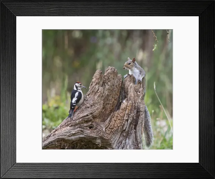 Framed Print : Grey Squirrel - and Great Spotted Woodpecker (Dendrocopos major) - on dead tree stump - Bedfordshire UK 11504 Framed Print : Grey Squirrel - and Great Spotted Woodpecker (Dendrocopos major) - on dead tree stump - Bedfordshire UK 11504