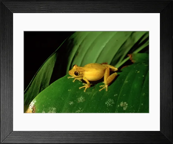 Framed Print : Yellow Tree Frog - Costa Rica, Central America Framed Print : Yellow Tree Frog - Costa Rica, Central America