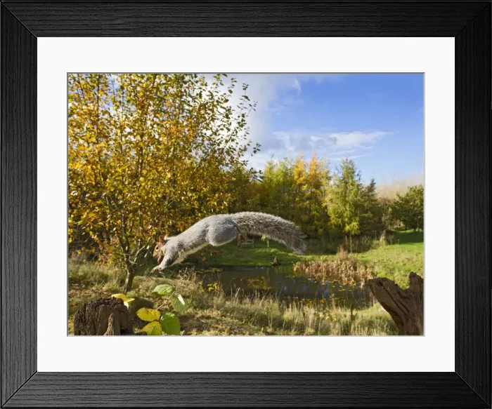 Framed Print : Grey Squirrel - in mid-air jumping to gate post - with nut in mouth - wide angle - Bedfordshire UK 11468 Framed Print : Grey Squirrel - in mid-air jumping to gate post - with nut in mouth - wide angle - Bedfordshire UK 11468