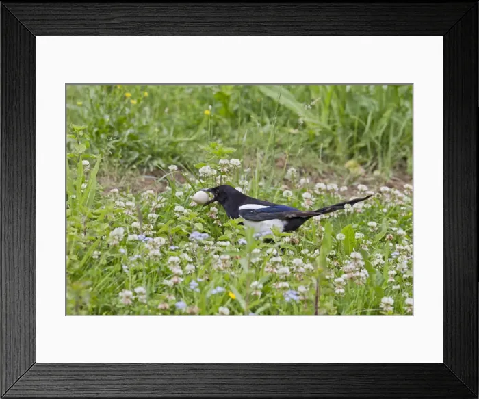 Framed Print : Magpie - stealing Pheasant egg - Bedfordshire UK 11023 Framed Print : Magpie - stealing Pheasant egg - Bedfordshire UK 11023