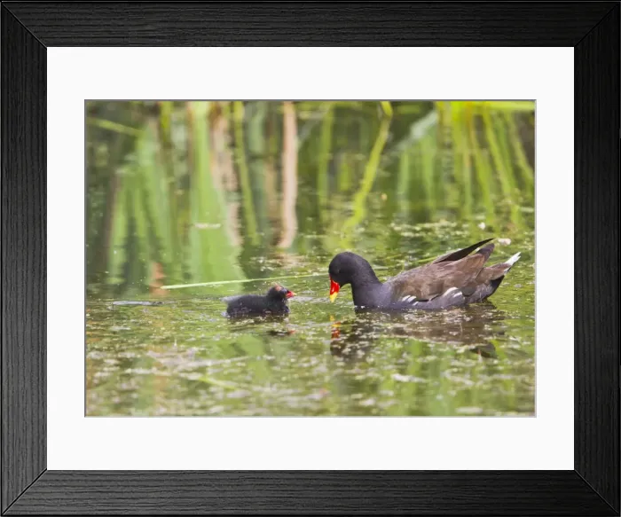 Framed Print : Moorhen - with chick - Suffolk UK 12060 Framed Print : Moorhen - with chick - Suffolk UK 12060
