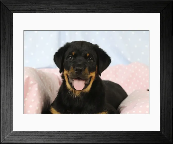 Framed Print : DOG. Rottweiler puppy with tongue out laying down on blanket Framed Print : DOG. Rottweiler puppy with tongue out laying down on blanket