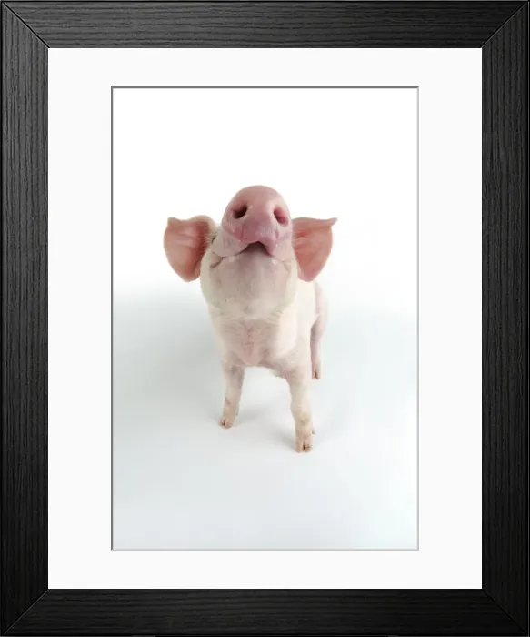 Framed Print : Pig. Landrace piglet on white background