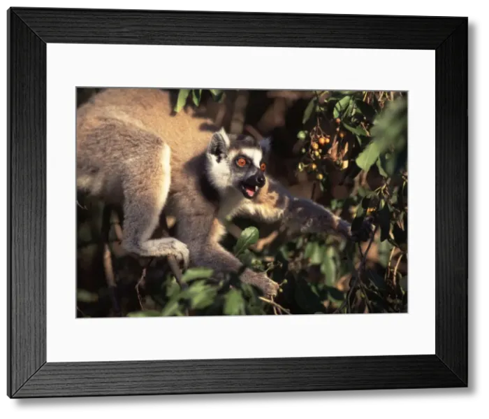 Framed Print : Ring Tailed Lemur AW 6165 Feeding on Cordia berries. Berenty, Southern Madagascar. Lemur catta © Adrian Warren / ARDEA LONDON Framed Print : Ring Tailed Lemur AW 6165 Feeding on Cordia berries. Berenty, Southern Madagascar. Lemur catta © Adrian Warren / ARDEA LONDON