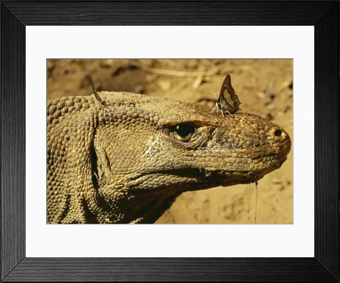 Framed Print : Komodo Dragon - with butterfly - Komodo Island, Indonesia Framed Print : Komodo Dragon - with butterfly - Komodo Island, Indonesia