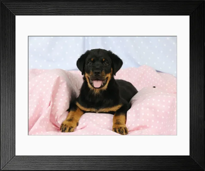 Framed Print : DOG. Rottweiler puppy with tongue out laying down on blanket Framed Print : DOG. Rottweiler puppy with tongue out laying down on blanket