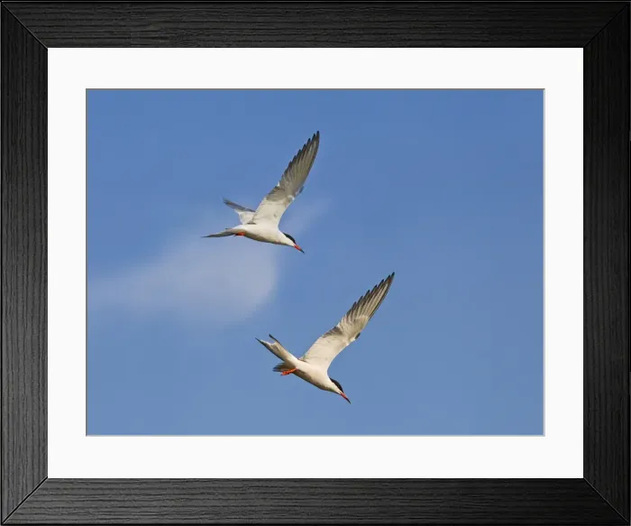 Framed Print : Common Tern - in flight fishing - Bedfordshire UK - digitally altered 12043 Framed Print : Common Tern - in flight fishing - Bedfordshire UK - digitally altered 12043