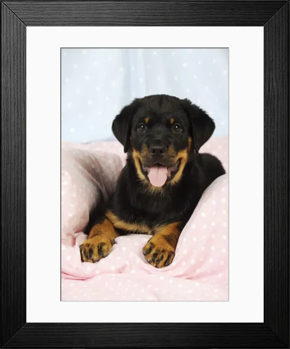 Framed Print : DOG. Rottweiler puppy with tongue out laying down on blanket Framed Print : DOG. Rottweiler puppy with tongue out laying down on blanket