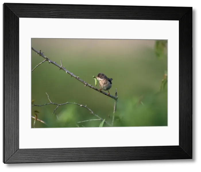 Framed Print : Whitethroat - with insect in beak Framed Print : Whitethroat - with insect in beak