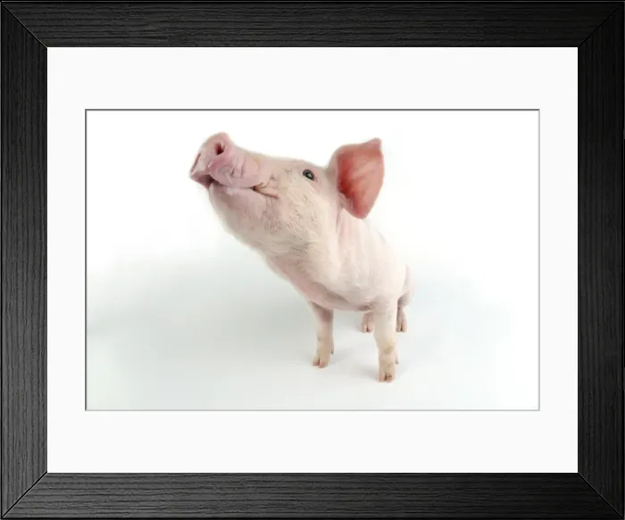 Framed Print : Pig. JD-22027. Pig. John Daniels. Please note that prints are for personal Framed Print : Pig. JD-22027. Pig. John Daniels. Please note that prints are for personal