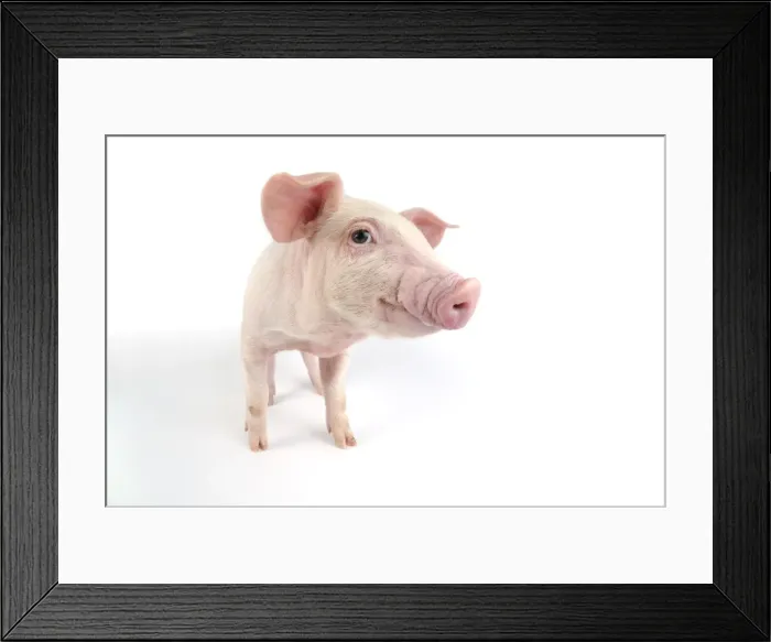 Framed Print : Pig. Landrace piglet on white background