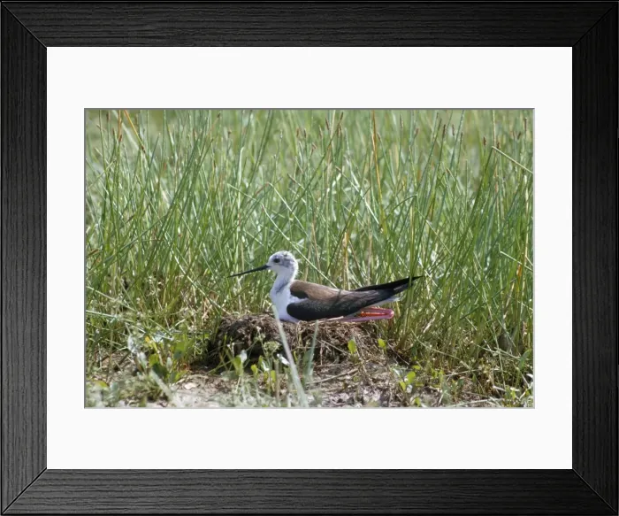 Framed Print : Black Winged Stilt - at nest Framed Print : Black Winged Stilt - at nest