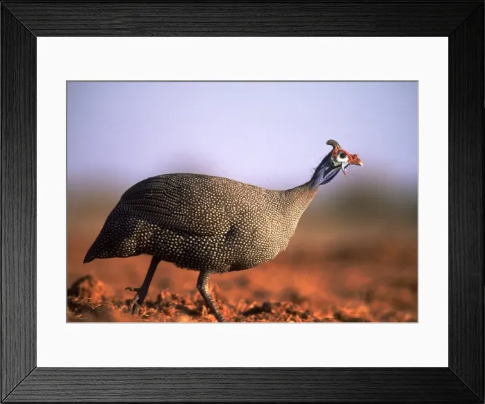 Framed Print : Crowned Guineafowl AW 6416 Etosha National Park, Namibia, Africa. Numida meleagris © Adrian Warren / ARDEA LONDON Framed Print : Crowned Guineafowl AW 6416 Etosha National Park, Namibia, Africa. Numida meleagris © Adrian Warren / ARDEA LONDON