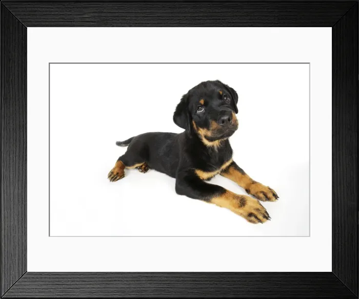 Framed Print : DOG. Rottweiler puppy laying down Framed Print : DOG. Rottweiler puppy laying down