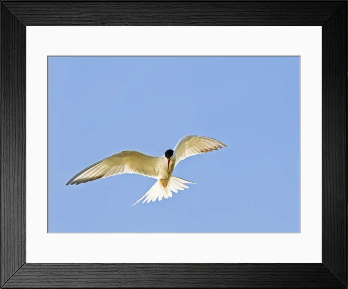 Framed Print : Common Tern - in flight - Bedfordshire UK 12021 Framed Print : Common Tern - in flight - Bedfordshire UK 12021