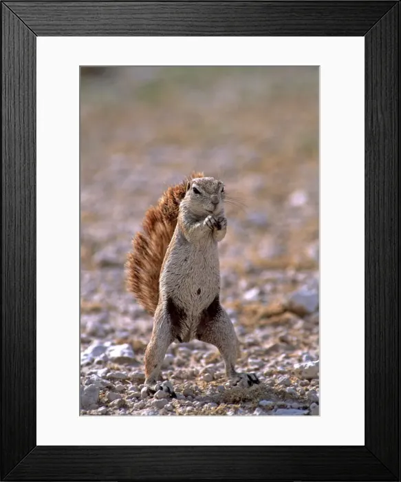 Framed Print : Cape Ground Squirrel AW 6351 Using tail as a sunshade. Etosha National Park, Namibia, Africa. Xerus inauris © Adrian Warren / ARDEA LONDON Framed Print : Cape Ground Squirrel AW 6351 Using tail as a sunshade. Etosha National Park, Namibia, Africa. Xerus inauris © Adrian Warren / ARDEA LONDON