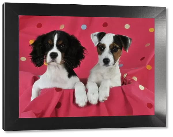 DOG. Cavalier king charles spaniel puppy and parson jack russell terrier puppy sitting together on spotty blanket