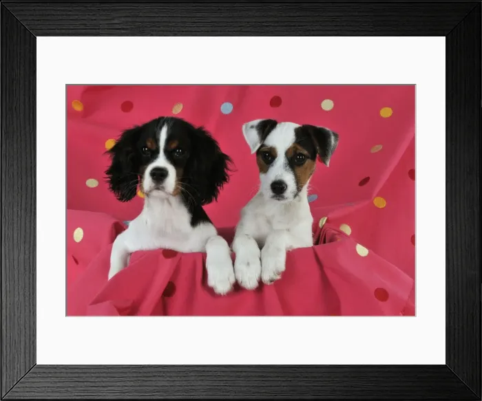 Framed Print : DOG. Cavalier king charles spaniel puppy and parson jack russell terrier puppy sitting together on spotty blanket