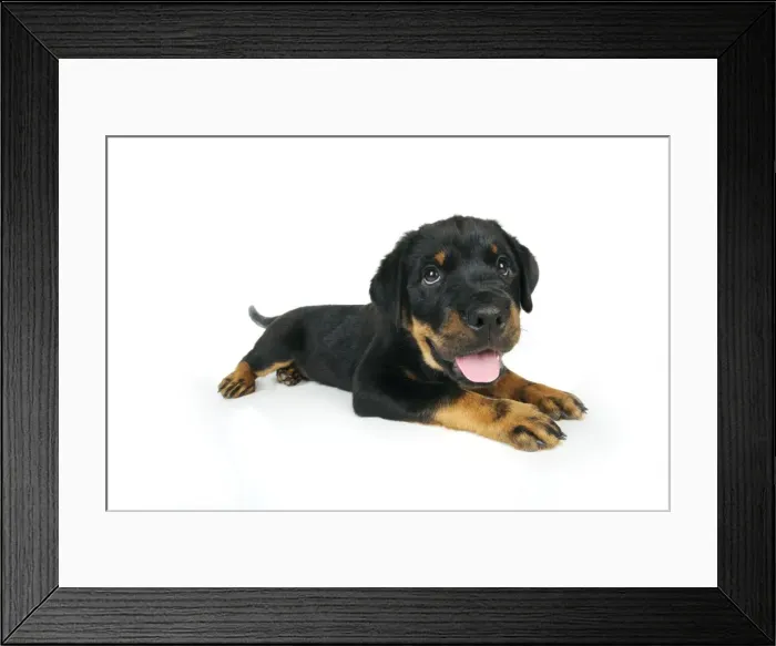 Framed Print : DOG. Rottweiler puppy laying down with tongue out Framed Print : DOG. Rottweiler puppy laying down with tongue out