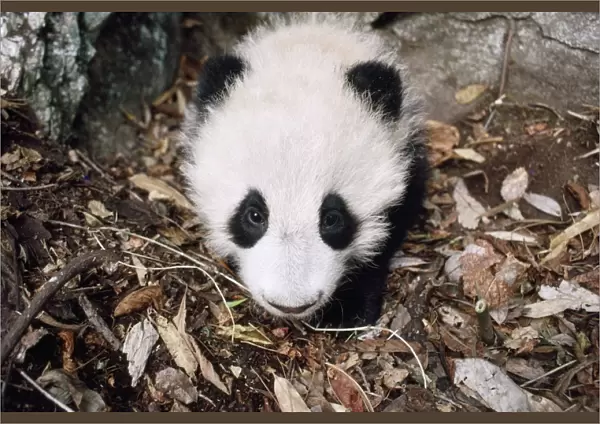 Giant Panda - juvenile in den - 4 months old - Qinling Mountains - Shaanxi China