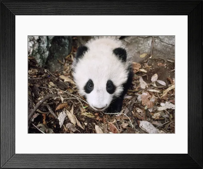 Framed Print : Giant Panda - juvenile in den - 4 months old - Qinling Mountains - Shaanxi China