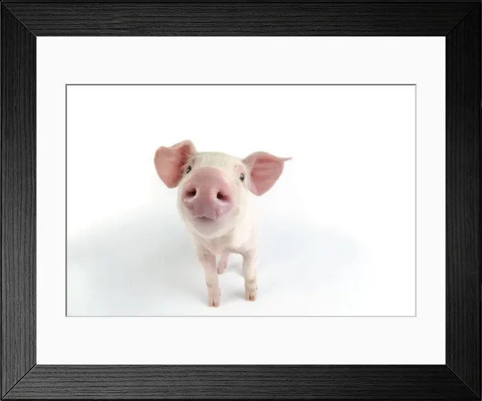 Framed Print : Pig. Landrace piglet on white background Framed Print : Pig. Landrace piglet on white background
