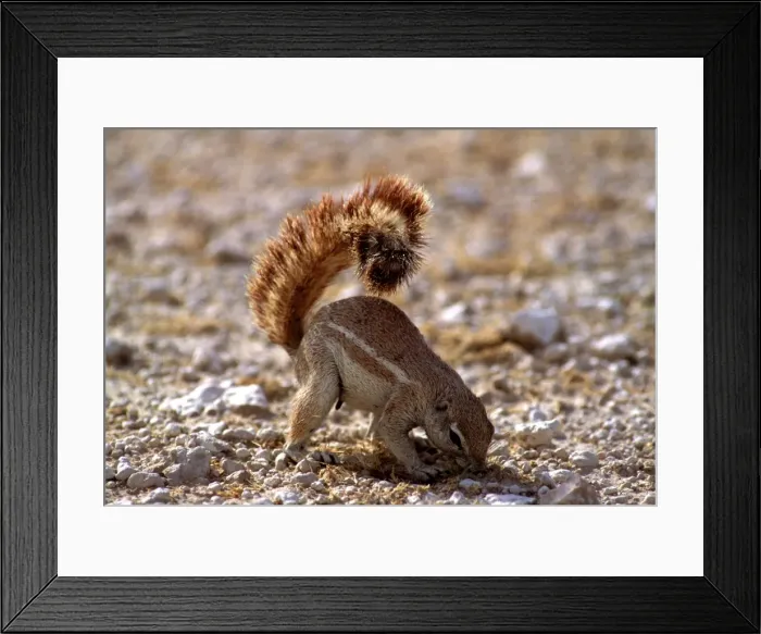 Framed Print : Cape Ground Squirrel AW 6359 Using tail as a sunshade. Etosha national Park, Namibia, Africa. Xerus inauris © Adrian Warren / ARDEA LONDON Framed Print : Cape Ground Squirrel AW 6359 Using tail as a sunshade. Etosha national Park, Namibia, Africa. Xerus inauris © Adrian Warren / ARDEA LONDON