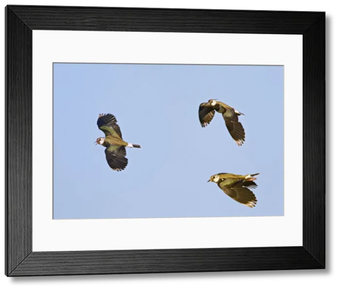 Framed Print : Lapwing / Peewit / Green Plover - in flight - Bedfordshire UK - digitally altered 12019 Framed Print : Lapwing / Peewit / Green Plover - in flight - Bedfordshire UK - digitally altered 12019