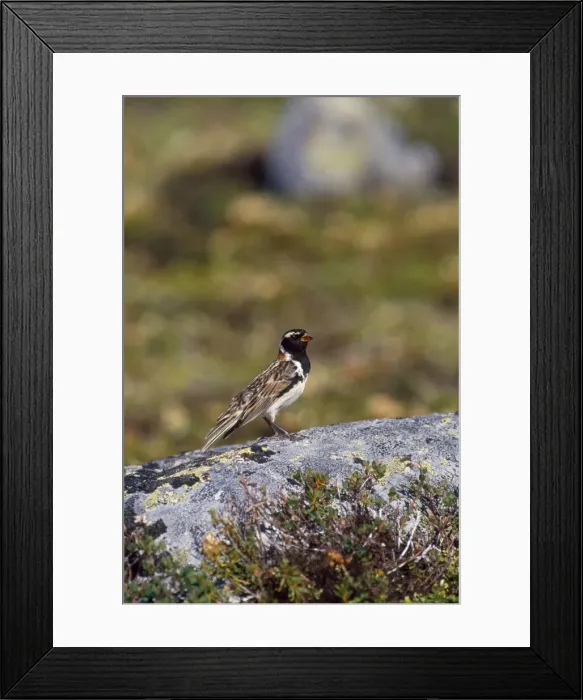 Framed Print : Lapland Longspur / Lapland Bunting Framed Print : Lapland Longspur / Lapland Bunting