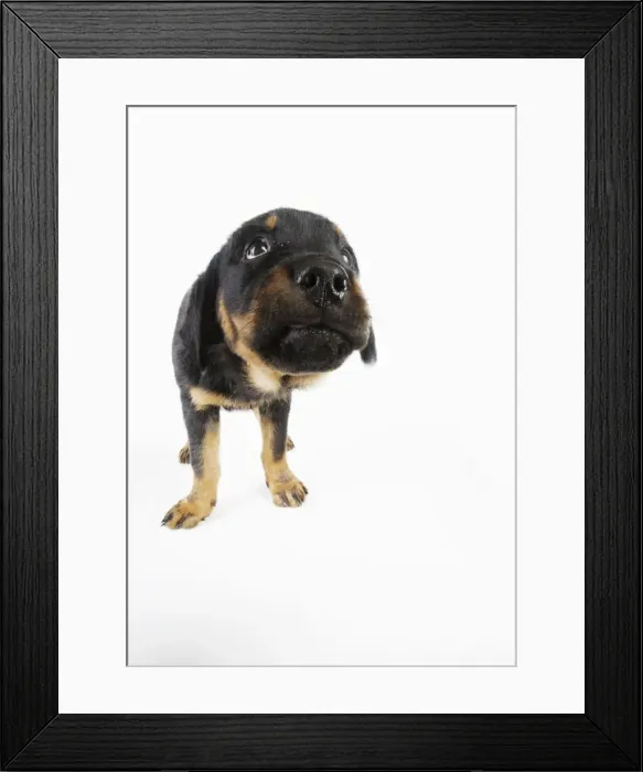 Framed Print : DOG. Rottweiler puppy sniffing screen Framed Print : DOG. Rottweiler puppy sniffing screen