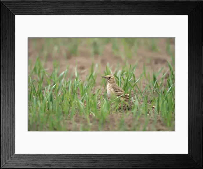 Framed Print : Whinchat - in field Framed Print : Whinchat - in field
