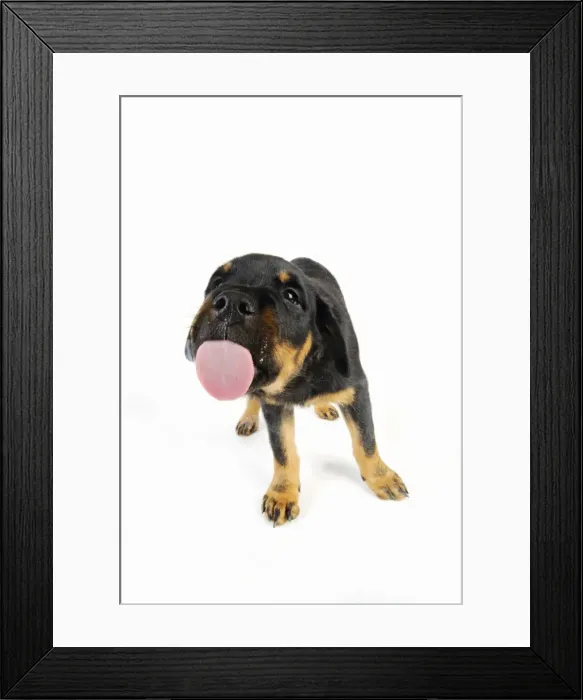 Framed Print : DOG. Rottweiler puppy licking screen Framed Print : DOG. Rottweiler puppy licking screen