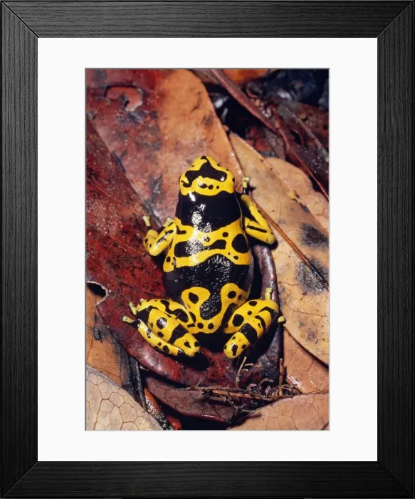 Framed Print : Poison-arrow Frog - Venezuela Framed Print : Poison-arrow Frog - Venezuela