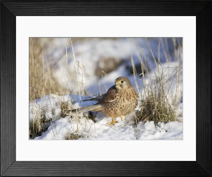 Framed Print : Kestrel - young male - with mouse on snowy grass - Bedfordshire UK - 008177 Framed Print : Kestrel - young male - with mouse on snowy grass - Bedfordshire UK - 008177