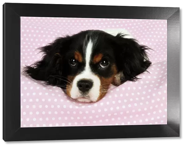 DOG. Cavalier king charles spaniel puppy laying on spotty blanket