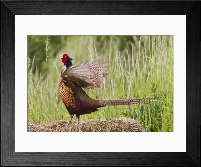 Framed Print : Pheasant - cock Ring Necked - wing flapping display - Bedfordshire UK 12014 Framed Print : Pheasant - cock Ring Necked - wing flapping display - Bedfordshire UK 12014