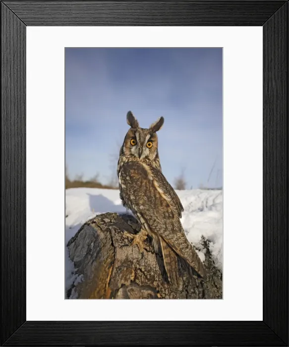 Framed Print : Long eared owl - in snow - looking over shoulder - wide angle - Bedfordshire UK 008145 Framed Print : Long eared owl - in snow - looking over shoulder - wide angle - Bedfordshire UK 008145